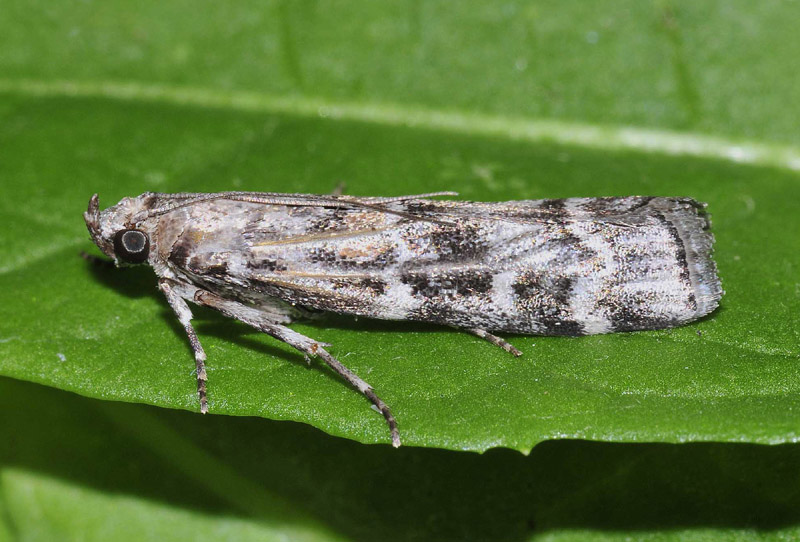 Pyralidae - Dioryctria abietella